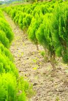 Oriental arbor vitae growing on the field, Oriental arbor vitae growing on a nursery photo