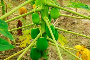 Lots of green papayas growing on a papaya tree, Papaya Fruits of Papaya tree in the garden photo