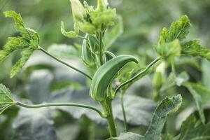 Close-up of fresh okra green vegetable, Okra vegetable field, Okra growing in the field photo