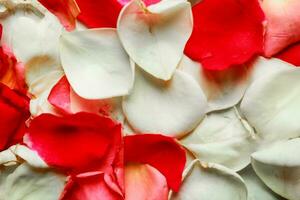 Pink red and white rose petals background, Closeup rose petals background photo