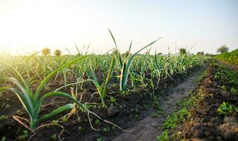 Leek plantation in a farm field. Industrial cultivation and food production. Agriculture landscape. Agroindustry. Growing vegetables outdoors on open ground. Farming and horticulture. photo