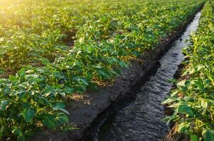 riego el patata plantación. Proporcionar granjas y agroindustria con agua recursos. europeo agricultura. agricultura. agronomía. creciente cultivos en árido regiones. superficie irrigación de cultivos. foto