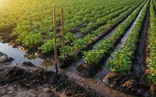 Potato plantation watering management. Shovels stuck into water stream for direction of flows to plantation rows. Traditional surface irrigation. Beautiful bushes of potatoes. Farming and agriculture. photo