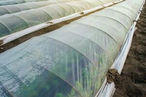 Potato bushes on a farm plantation covered under agricultural plastic film tunnel rows. Create a greenhouse effect. Growing food, protecting plants from frost and wind. Climate control on farm field. photo