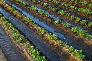 recién regado patata plantas. superficie irrigación de cultivos en plantación. europeo agricultura. agricultura y agroindustria creciente vegetales al aire libre en abierto suelo campo. agronomía. mojadura. foto