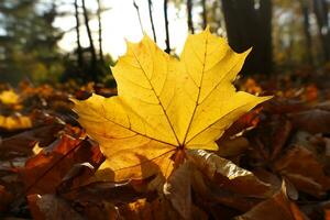 amarillo arce hoja retroiluminado por el Dom. otoño antecedentes con marchito follaje en el suelo en parque o bosque. soleado calentar otoño día. cerca arriba, selectivo enfocar. foto