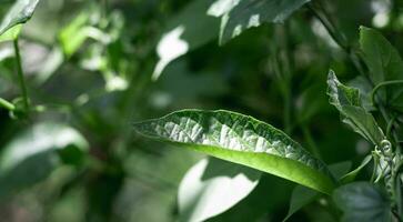 Close up green leaves and light of sun photo