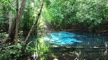 Esmeralda piscina, krabi provincia allí son muchos personas quien Vamos a estudiar naturaleza. eso es un reservorio para agua ese burbujas arriba. y el agua estaba muy claro Mira y sensación cómodo. video