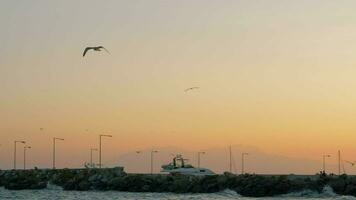 escena con mar, muelle y Gaviota volador en el cielo a puesta de sol video