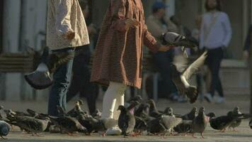 Children feeding pigeons video