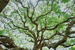 Large tree branches in Thailand are called Crab Claw, Chamcha, or Red Chamchuri, is large tree. It has many branches, small leaves, pink flowers, Tourist attractions in Kanchanaburi province photo