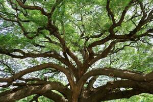 grande árbol ramas en Tailandia son llamado cangrejo garra, chamcha, o rojo chamchuri, es grande árbol. eso tiene muchos sucursales, pequeño hojas, rosado flores, turista atracciones en Kanchanaburi provincia foto