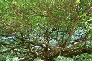 grande árbol ramas en Tailandia son llamado cangrejo garra, chamcha, o rojo chamchuri, es grande árbol. eso tiene muchos sucursales, pequeño hojas, rosado flores, turista atracciones en Kanchanaburi provincia foto