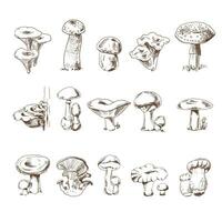 Vector sketch Collection of different edible and poisonous mushrooms. Sketch illustration for print, web, mobile and infographics.