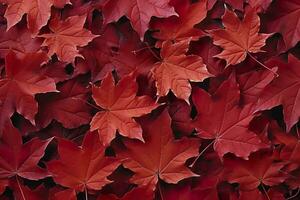 Wine red autumn leaves texture, fall nature background,  AI Generative photo