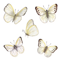 Set of watercolor cabbage butterflies. Perfect for wallpaper, print, textile, nursery, scrapbooking, wedding invitation, banner design, postcards, clothing png