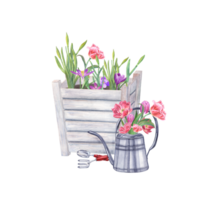 Pink double tulips, crocuses, daffodils in garden wooden pot and steel watering can. Hand trowel, small fork. Watercolor illustration. For the design of postcards png