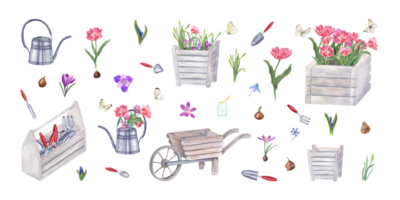 Watercolor set of garden tools, flowers, bulbs, butterflies. Illustration of watering can, wooden pots, wheelbarrow, tool box, hand trowels, fork, crocus, tulips, blue snowdrops png