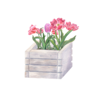 Pink double tulips in garden wooden pot. Watercolor illustration of spring flowers for the design of postcards, booklets, flyers, labels, magazines, greetings png