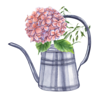 vers besnoeiing takken van hortensia met aartjes van wild haver in metaal gieter kan. bloeiend tuin hortensia. waterverf illustratie. voor de ontwerp van boekjes, flyers png