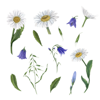 conjunto do aguarela margarida, campânula, selvagem aveia. perfeito para papel de parede, imprimir, têxtil, scrapbooking, Casamento convite, bandeira projeto, cartões postais png