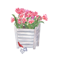 Pink double tulips in wooden flower pots. Watercolor illustration of spring flowers in wood boxes for the design of booklet, flyers, labels, magazine png