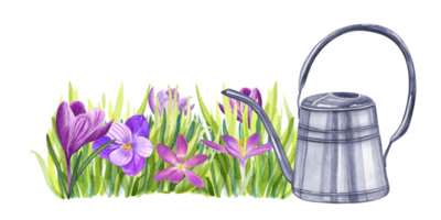Illustration with flowerbed of crocuses and watering can, Composition with bright spring flowers, grass. Watercolor illustration for the design of booklets, flyers, labels, magazines png