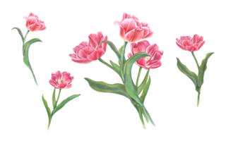 primavera rosa tulipani. acquerello illustrazione di fiori mazzo per il tuo design. per Salva il Data, san valentino giorno, compleanno, nozze carte png