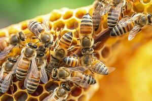 honey bees on honeycomb in apiary in summertime, Honey bees communicate with each other, AI Generative photo