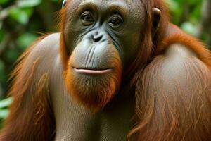 Portrait orangutan on the forest. AI Generative Pro Photo