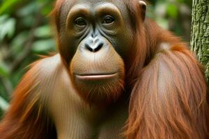 Portrait orangutan on the forest. AI Generative Pro Photo