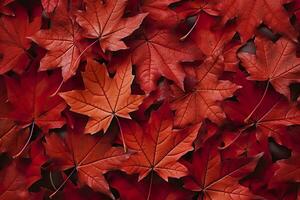 Wine red autumn leaves texture, fall nature background,  AI Generative photo