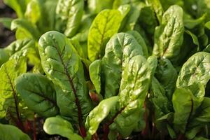 Chard growing in an urban garden. Garden beet and salad leaves close up. Generative AI photo