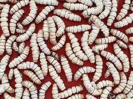 background of the worms, close up. photo