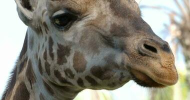 girafe museau, côté vue et puis animal à la recherche à le caméra video