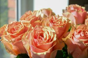 Gorgeous royal big orange rosy rose at the window. Copy space photo