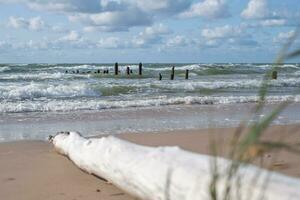 dead tree trunks line up in a rolling sea, horizon and cloudy sky in background photo