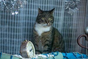 Cute lonely gray cat with beautiful yellow eyes and a white chest in the window photo