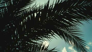 Sun playing in palm leaves video