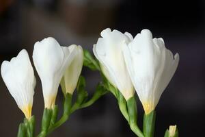 Graceful, beautiful, snow-white freesias close-up. Copy space. Background photo