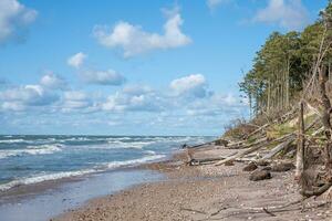 A view of the seashore after a storm. Fallen pine trees, rocks sea and blue sky photo