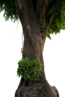 big tree in the garden isolated png