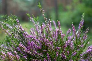 The purple heather blooms. Autumn is here. The forest and blue sky photo