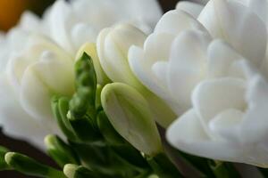 Top view of graceful, beautiful, snow-white freesia flowers and green flower buds. A light surface is blurred in the background. Copy space. Background for quotes photo