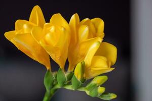 de cerca de juguetón amarillo fresias espacio de copia. antecedentes para citas foto