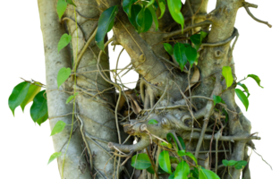 árbol rama con raíz y hoja enredadera png