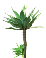 exotic desert plant isolated element png