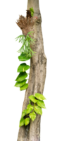 tree trunk with green plant creeper png