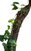 tree branch with roots and creeper plant png