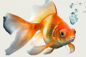 Gold fish isolated on white background, generative ai photo